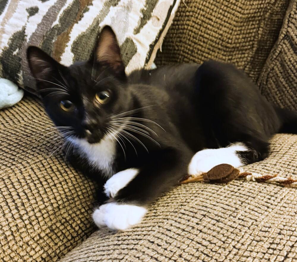 Enlarge Gomez, a Adoptable Domestic Short Hair in Mooresville, NC image 3/5