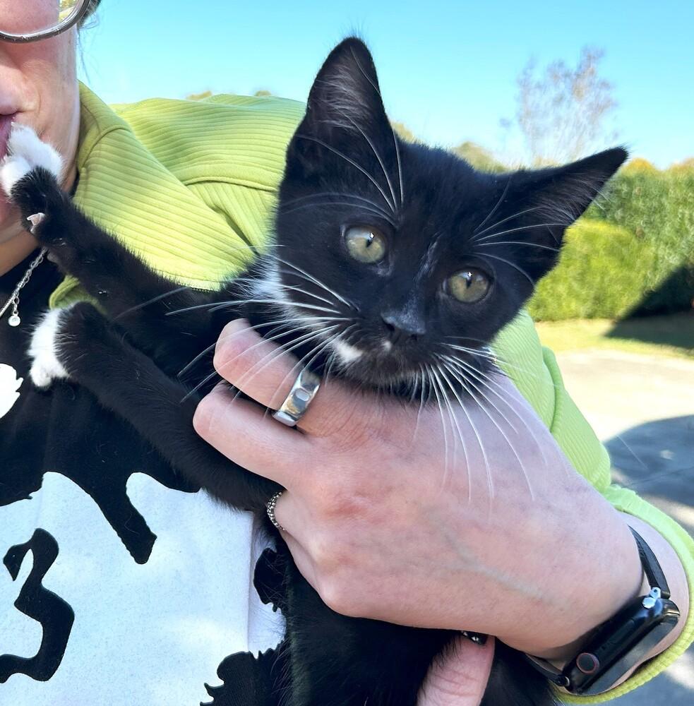 Enlarge Gomez, a Adoptable Domestic Short Hair in Mooresville, NC image 4/5