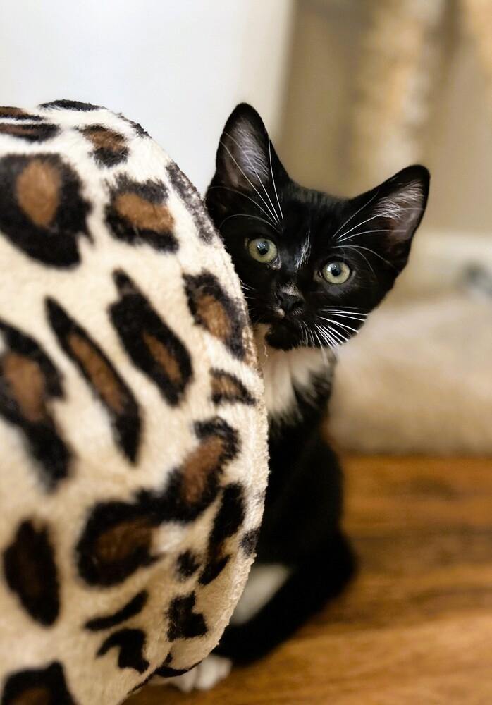 Enlarge Gomez, a Adoptable Domestic Short Hair in Mooresville, NC image 5/5