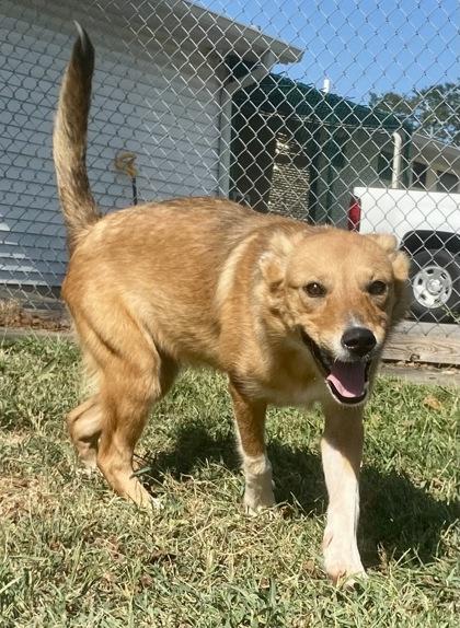 Enlarge Nyssa, a ADOPTABLE Shepherd in Glasgow, KY image 2/2
