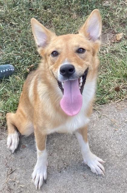 Nyssa, ADOPTABLE, Young Female Shepherd.