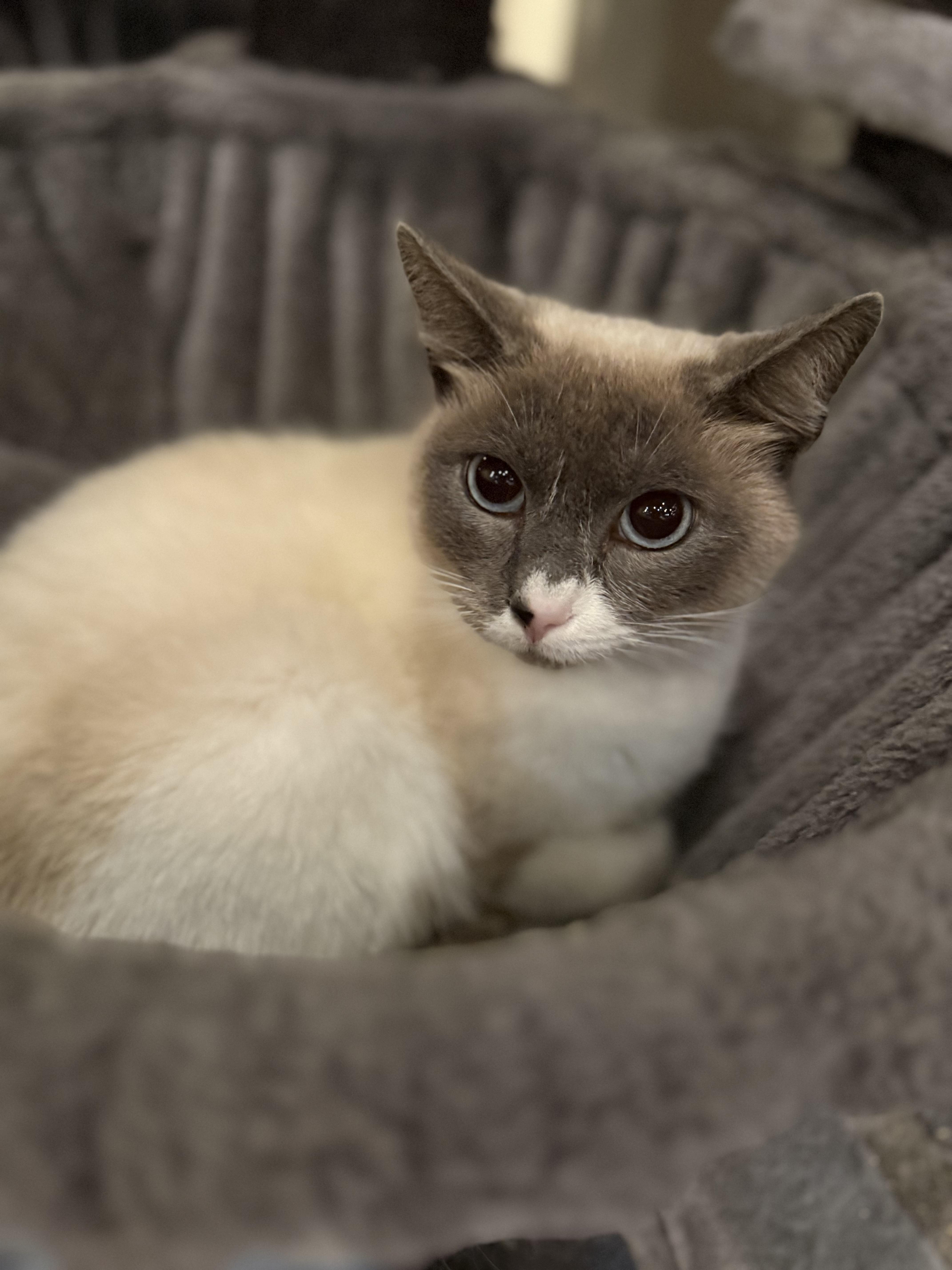 Enlarge Nathalia, an adopted Siamese in Pomona, CA image 4/6