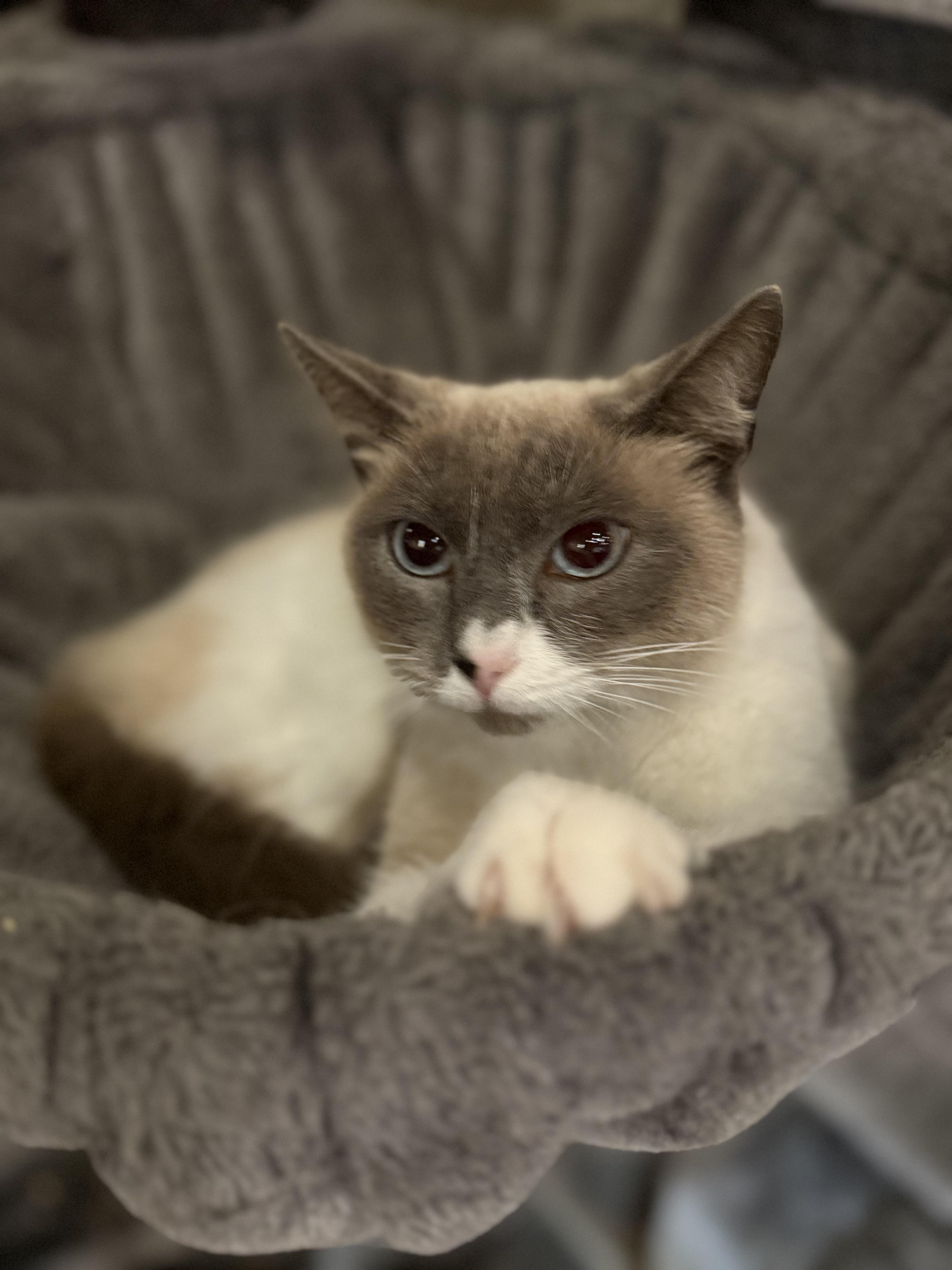 Enlarge Nathalia, an adopted Siamese in Pomona, CA image 3/6