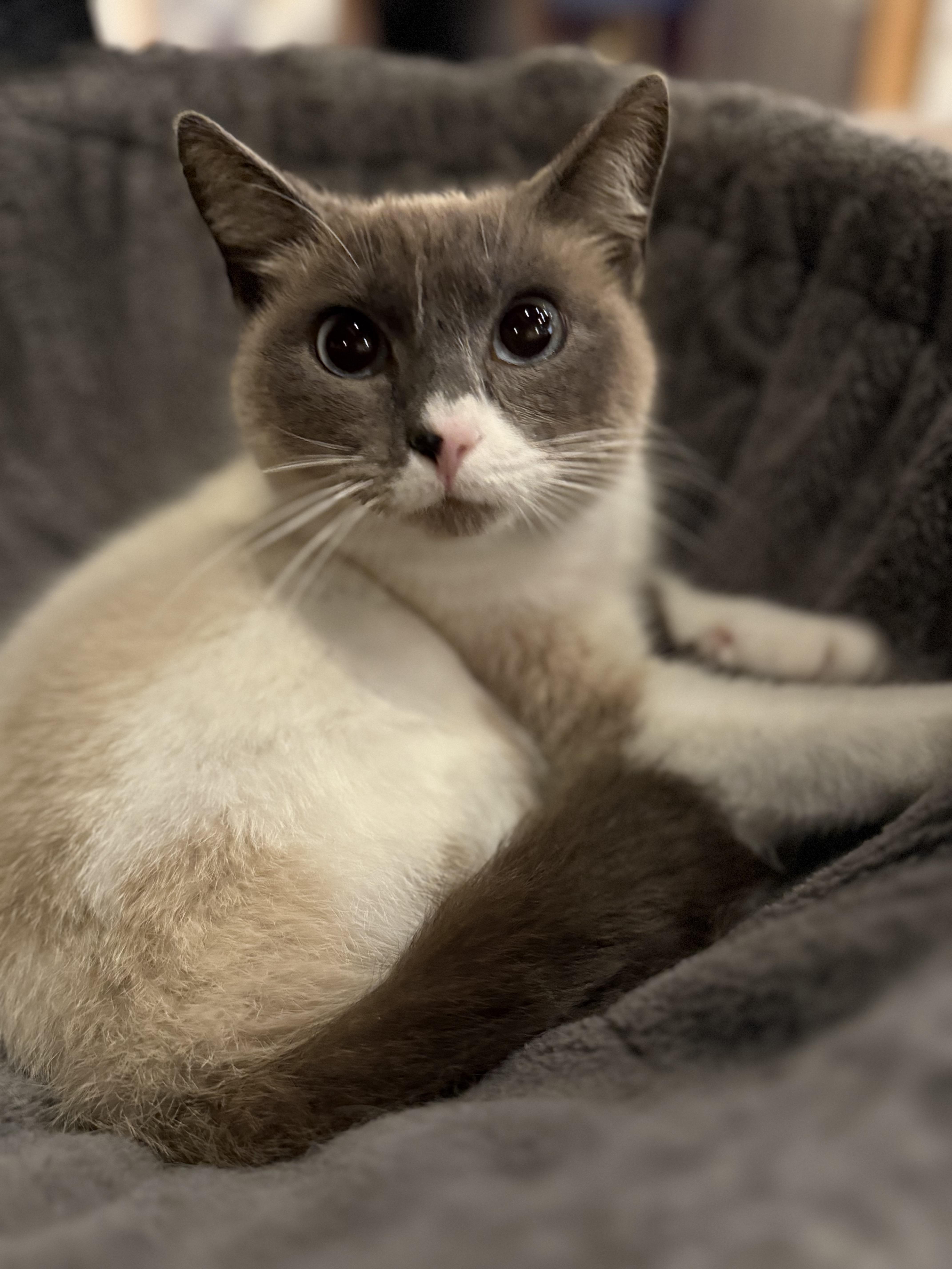 Enlarge Nathalia, an adopted Siamese in Pomona, CA image 1/6