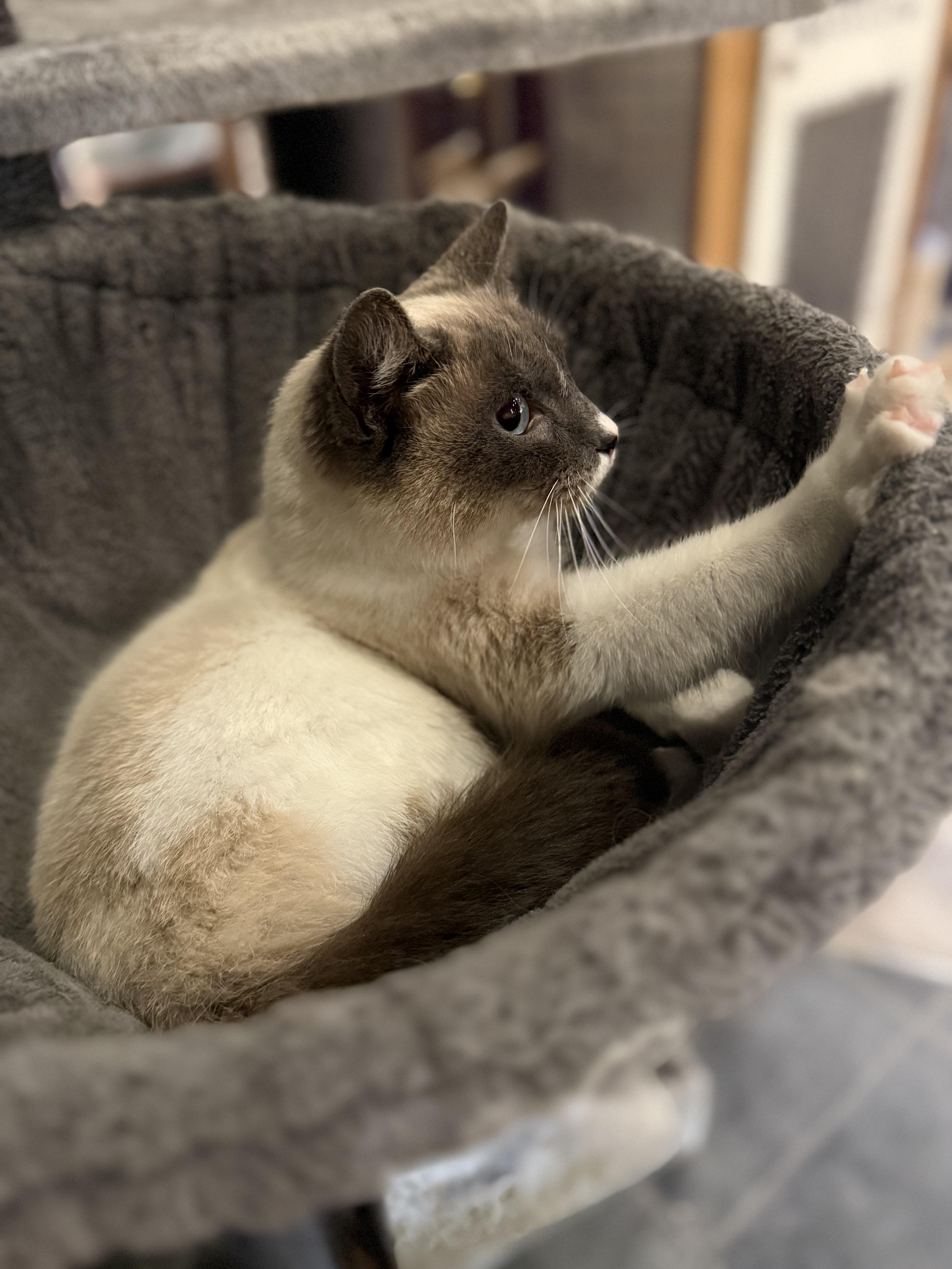 Enlarge Nathalia, an adopted Siamese in Pomona, CA image 2/6