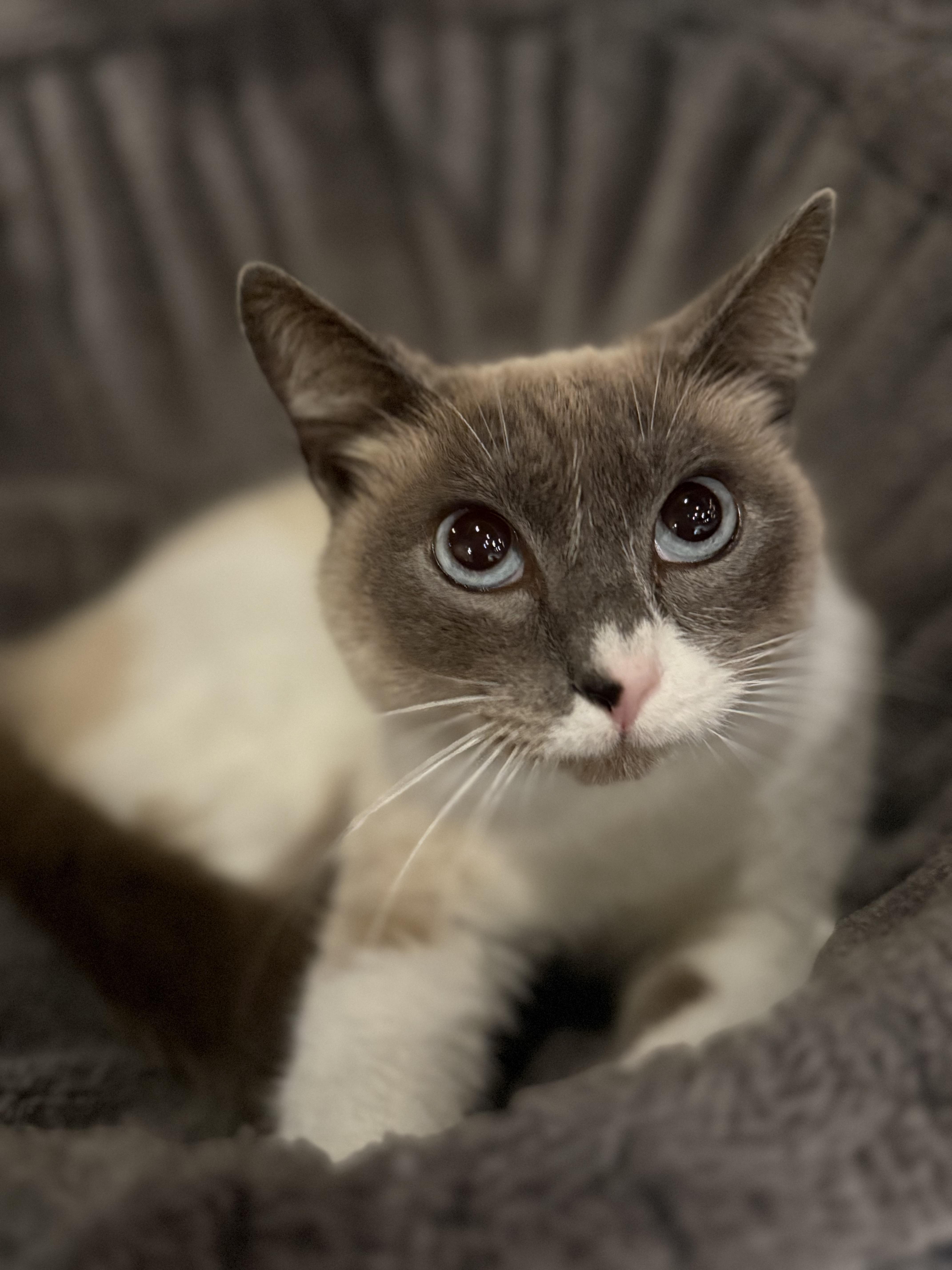 Enlarge Nathalia, an adopted Siamese in Pomona, CA image 5/6