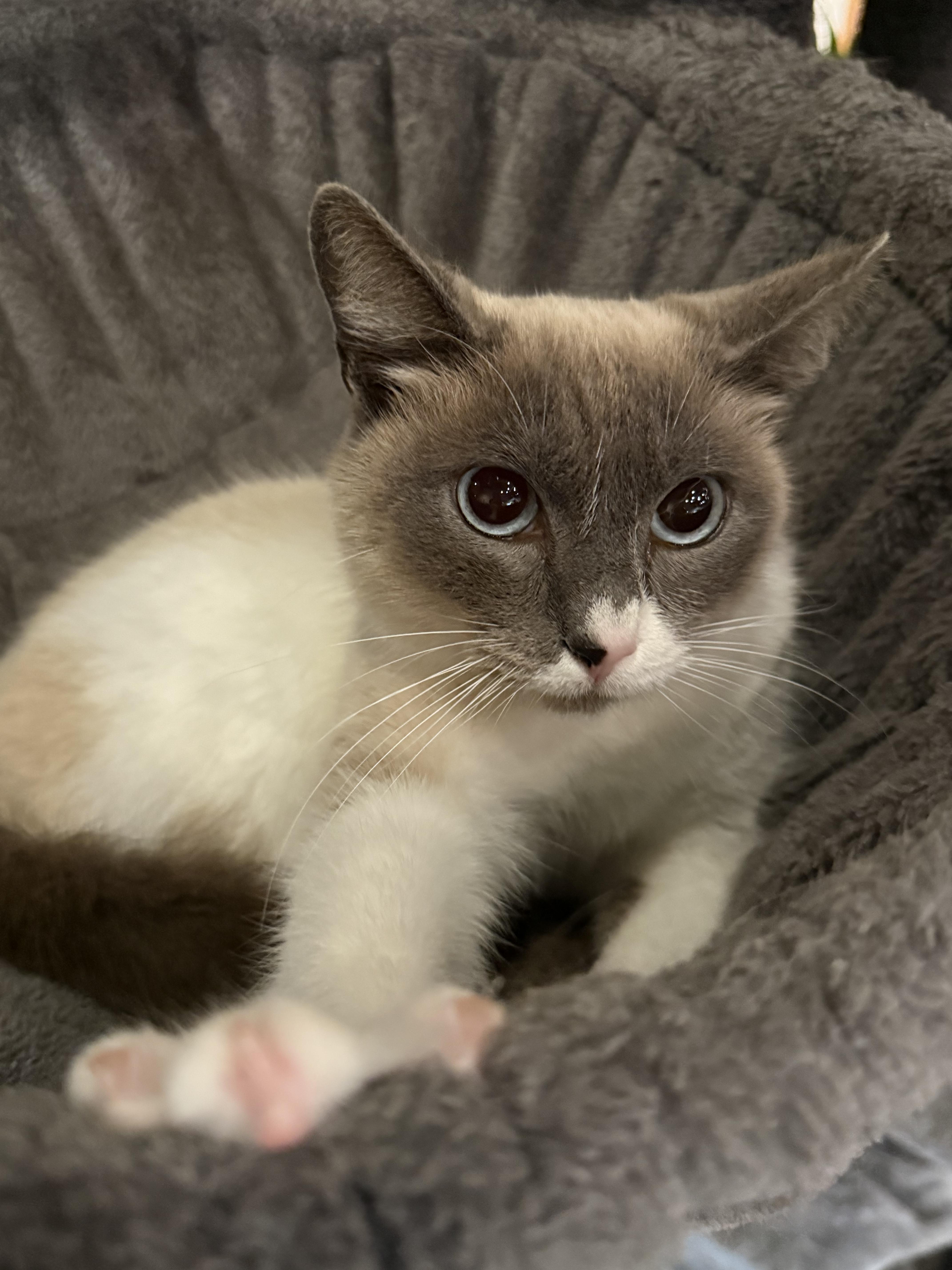 Enlarge Nathalia, an adopted Siamese in Pomona, CA image 6/6