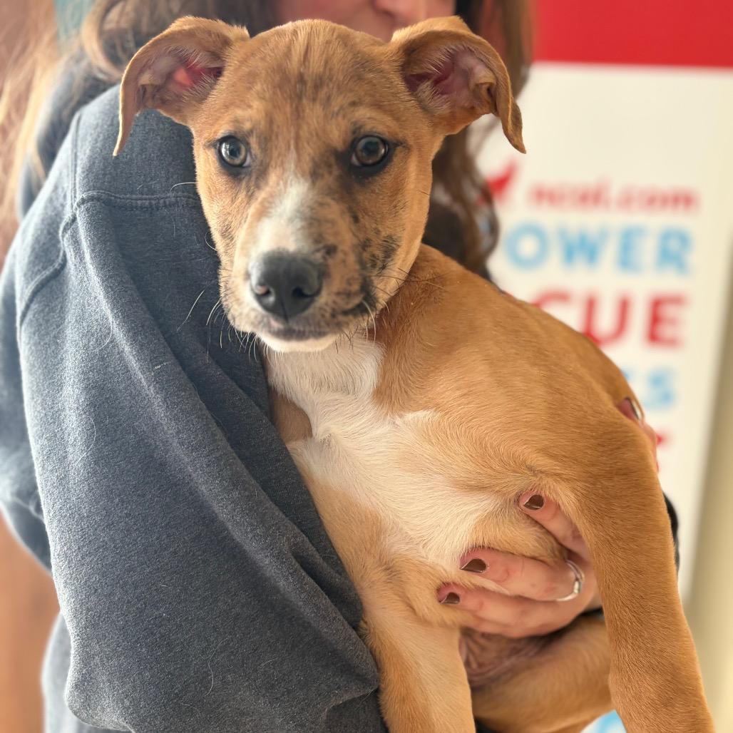 Armando, Adoptable, Puppy Male Mixed Breed.