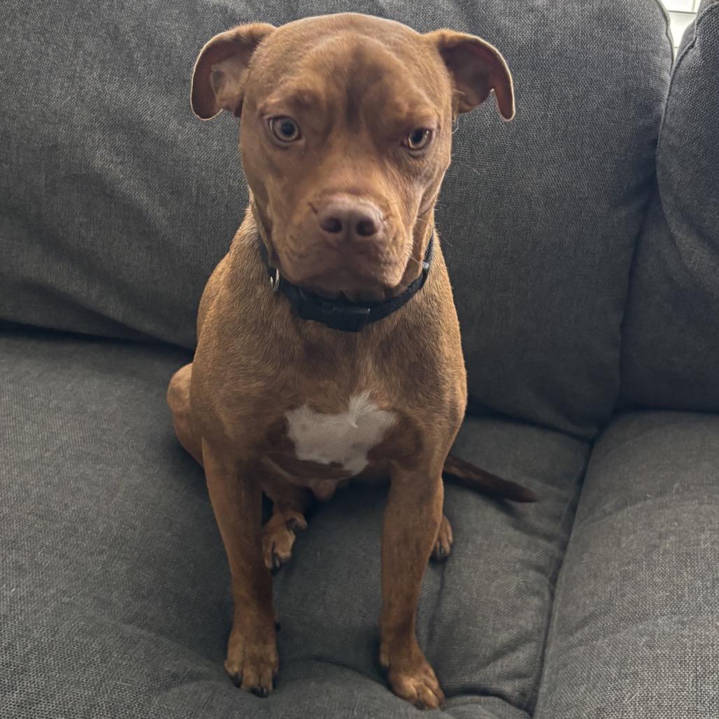 Enlarge Bruno (Vinny), a Adoptable Mixed Breed in Floresville, TX image 1/5