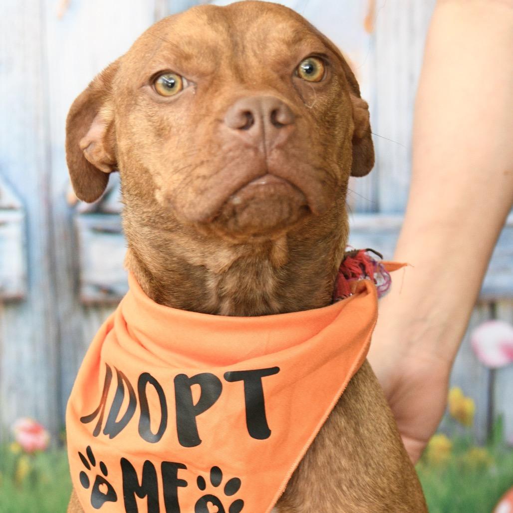 Enlarge Bruno (Vinny), a Adoptable Mixed Breed in Floresville, TX image 2/5