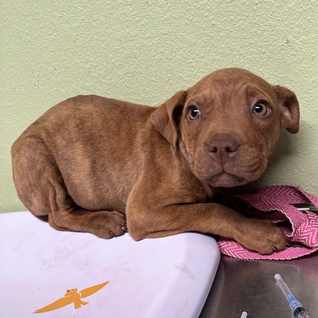 Enlarge Bruno (Vinny), a Adoptable Mixed Breed in Floresville, TX image 3/5