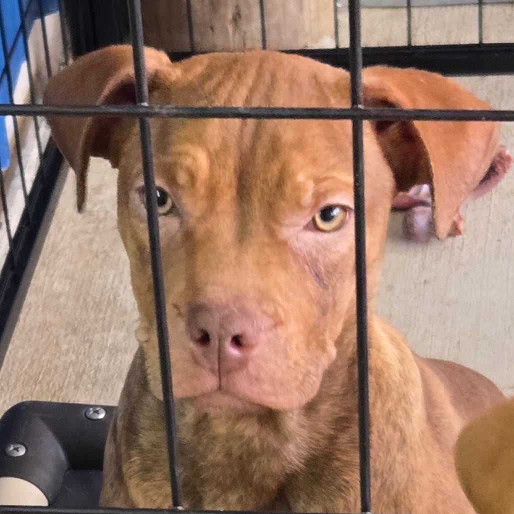 Enlarge Bruno (Vinny), a Adoptable Mixed Breed in Floresville, TX image 4/5