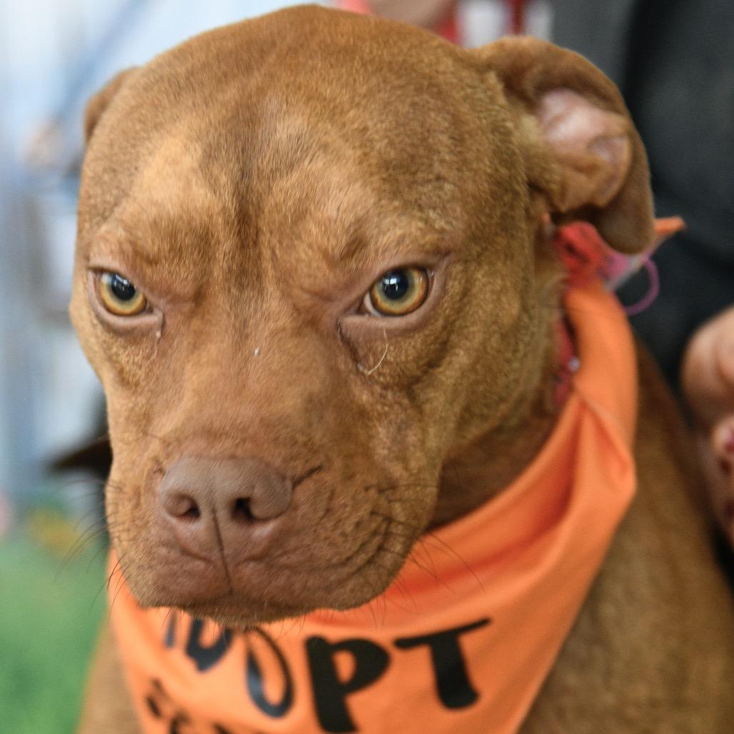 Enlarge Bruno (Vinny), a Adoptable Mixed Breed in Floresville, TX image 5/5