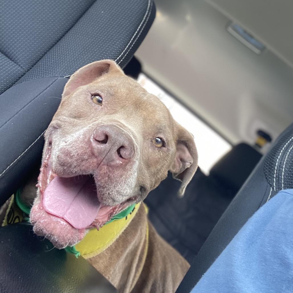 Enlarge Typhon 2999, a Adoptable Mixed Breed in Columbus, GA image 1/6