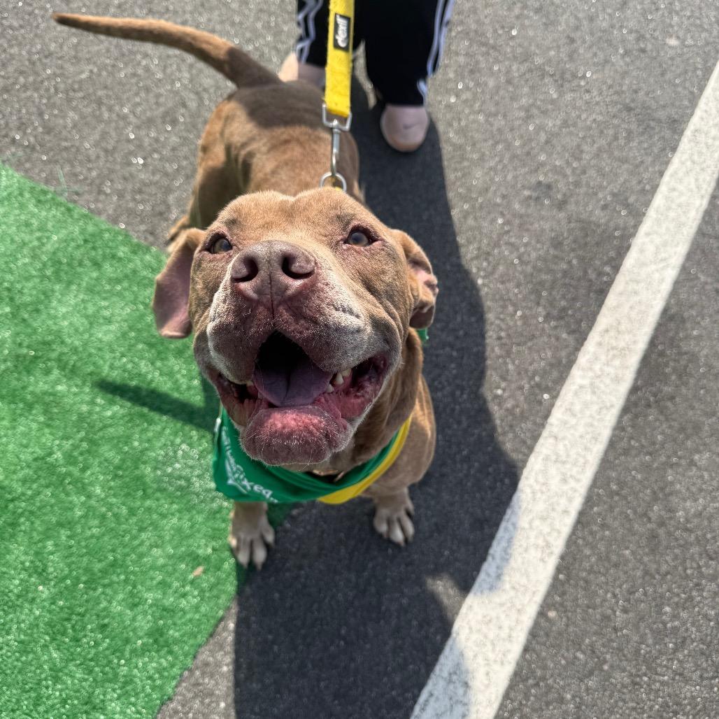 Enlarge Typhon 2999, a Adoptable Mixed Breed in Columbus, GA image 4/6