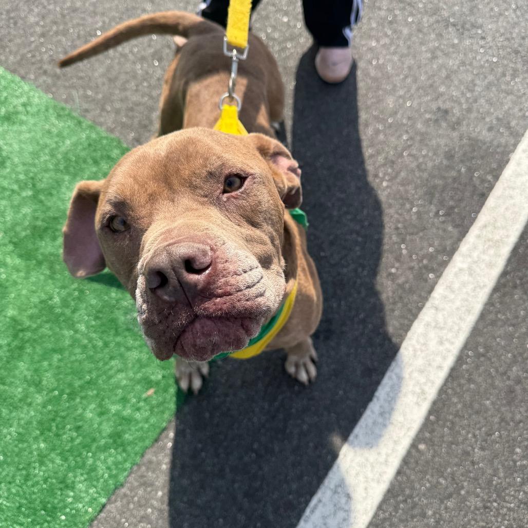 Enlarge Typhon 2999, a Adoptable Mixed Breed in Columbus, GA image 5/6