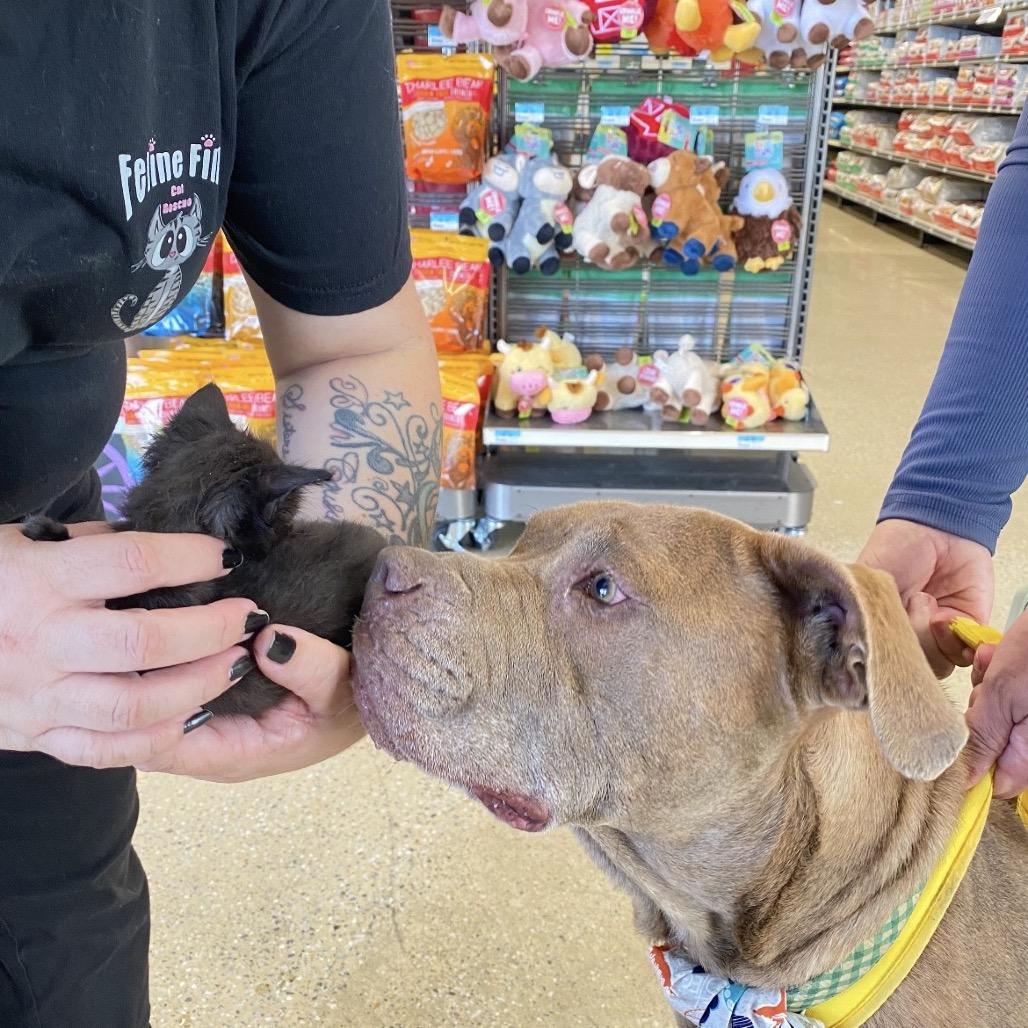 Enlarge Typhon 2999, a Adoptable Mixed Breed in Columbus, GA image 6/6