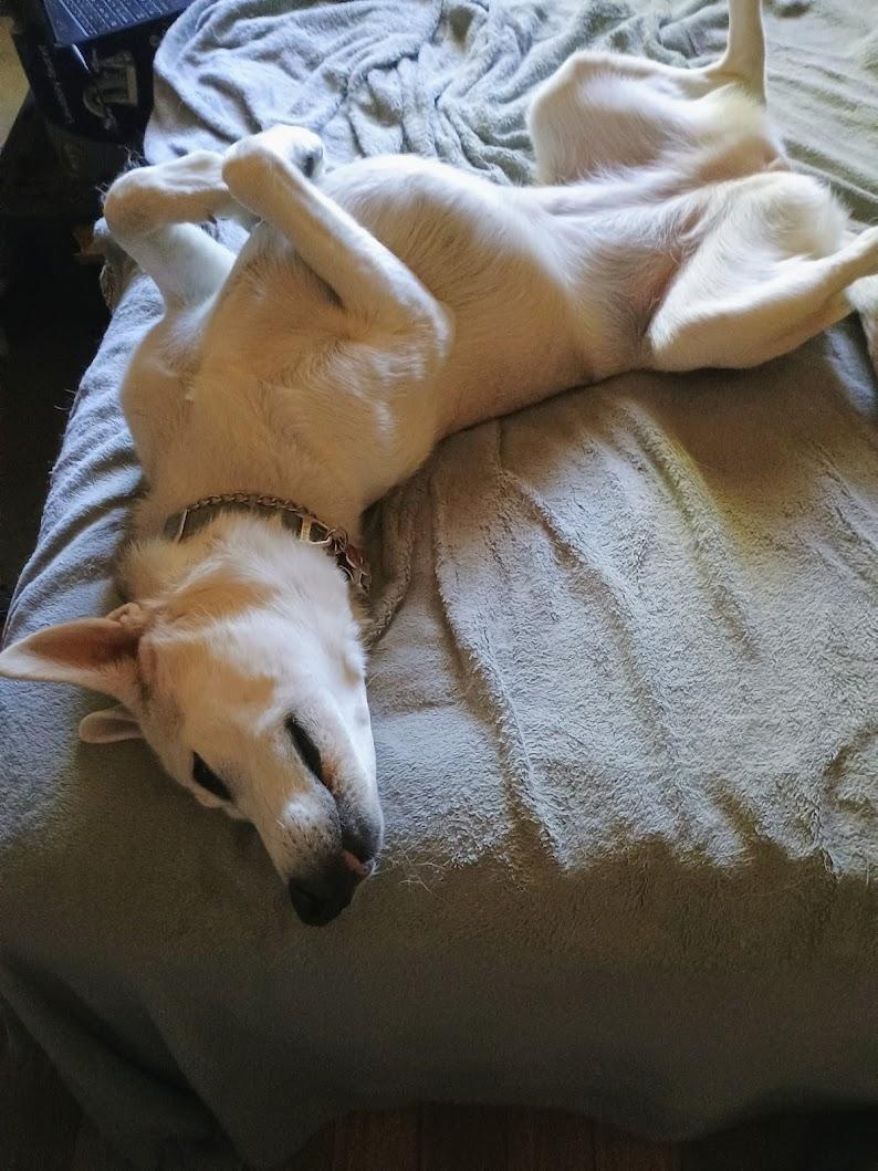 Enlarge Teeka, a ADOPTABLE Siberian Husky in Deer Park, WA image 2/5