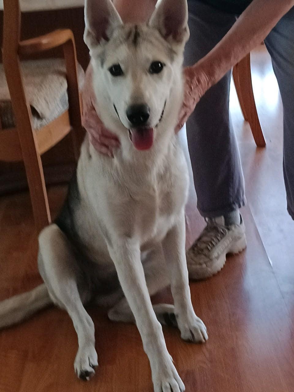 Teeka, ADOPTABLE, Young Female Siberian Husky.