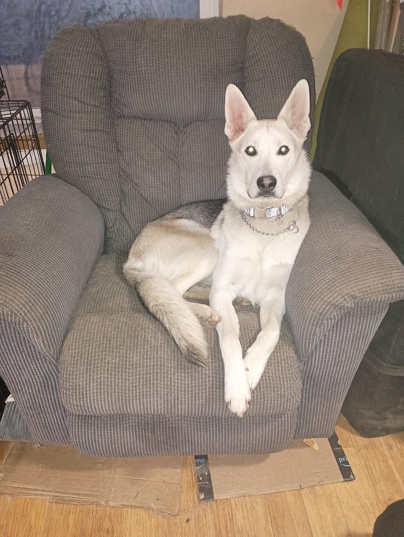 Enlarge Teeka, a ADOPTABLE Siberian Husky in Deer Park, WA image 3/5