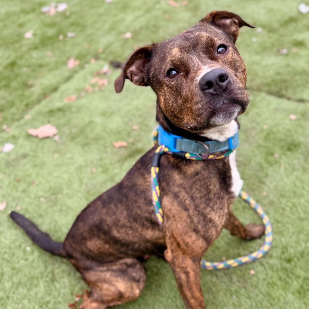 What The Spoon, a Adoptable Mixed Breed in Davenport, IA image 1/6