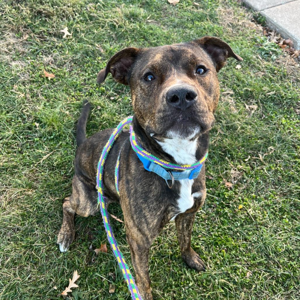 What The Spoon, a Adoptable Mixed Breed in Davenport, IA image 2/6
