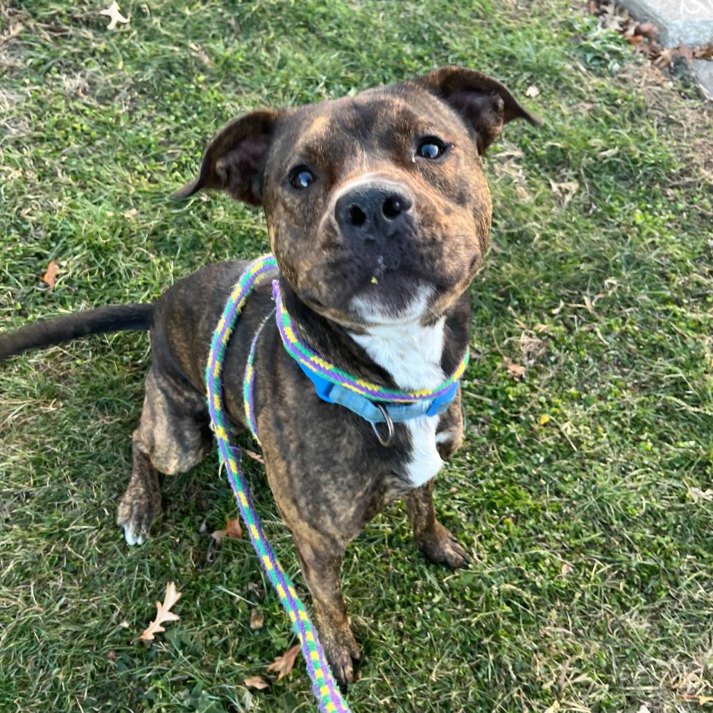 What The Spoon, a Adoptable Mixed Breed in Davenport, IA image 3/6