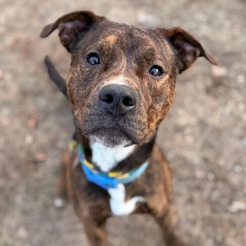 What The Spoon, a Adoptable Mixed Breed in Davenport, IA image 4/6