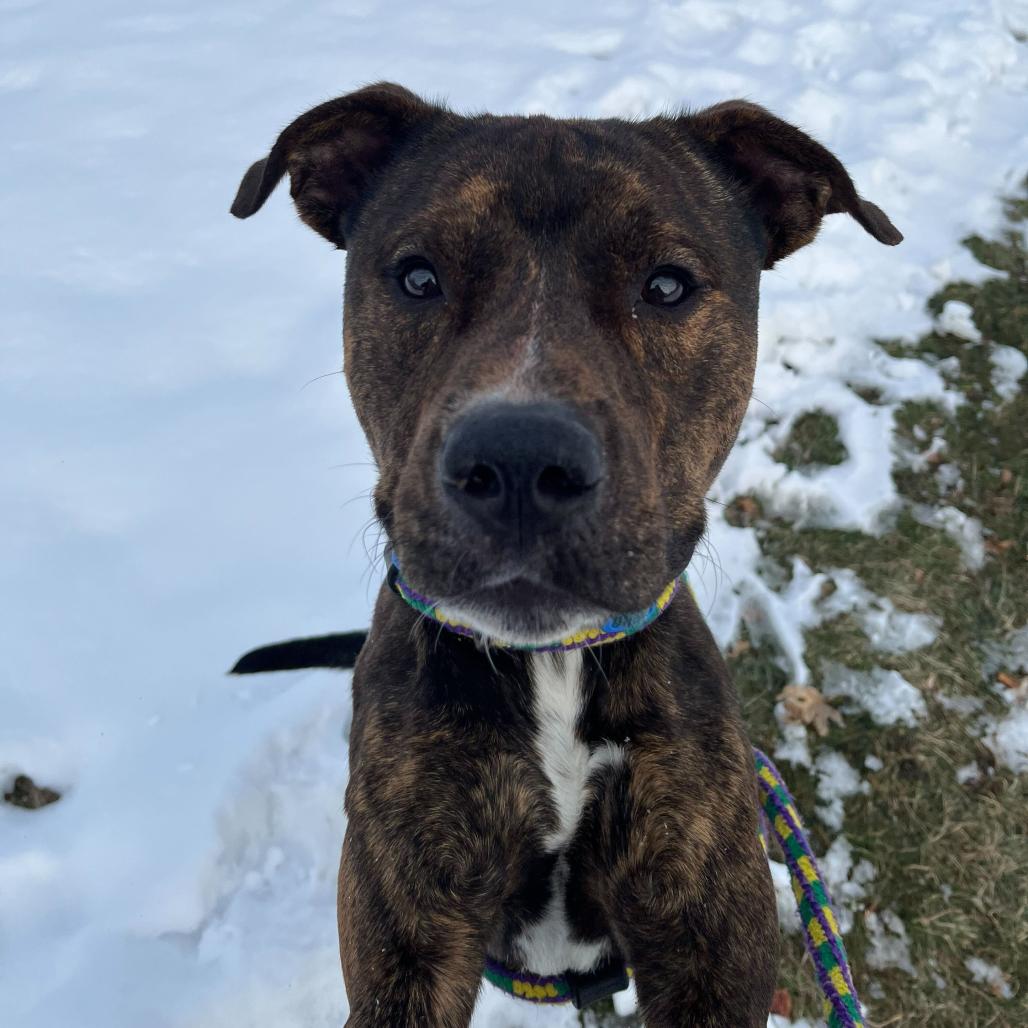 What The Spoon, a Adoptable Mixed Breed in Davenport, IA image 6/6