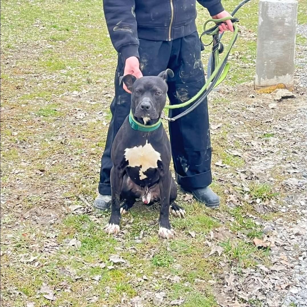 Enlarge Knight, a Adoptable Mixed Breed in Warren, OH image 3/3