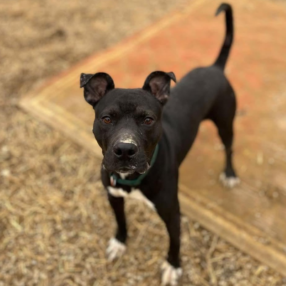 Enlarge Knight, a Adoptable Mixed Breed in Warren, OH image 2/3