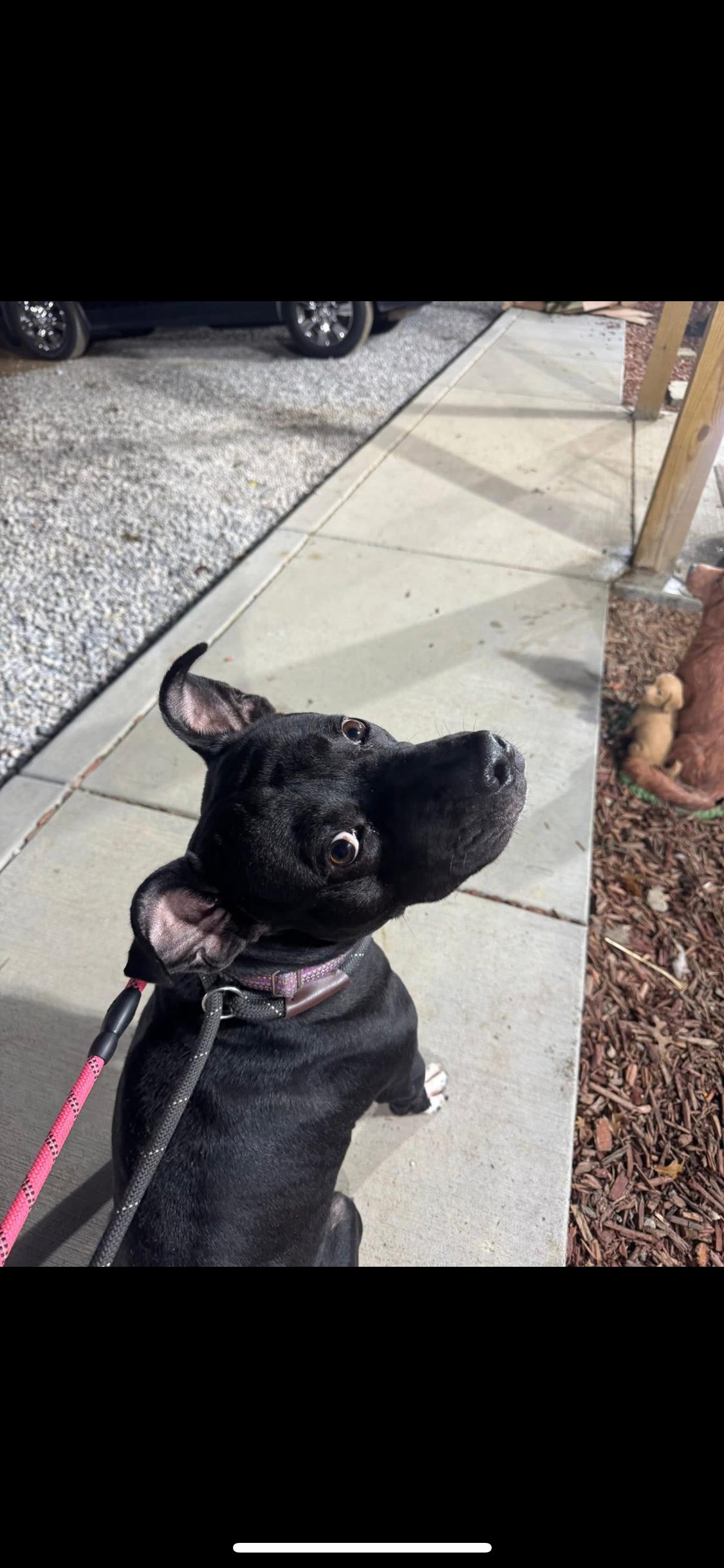 Enlarge Knight, a Adoptable Mixed Breed in Warren, OH image 1/3