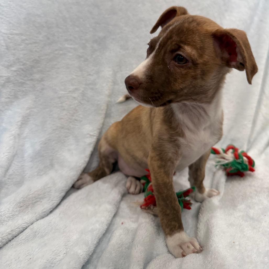 Strawberry, Adoptable, Puppy Female Chihuahua & Mixed Breed.