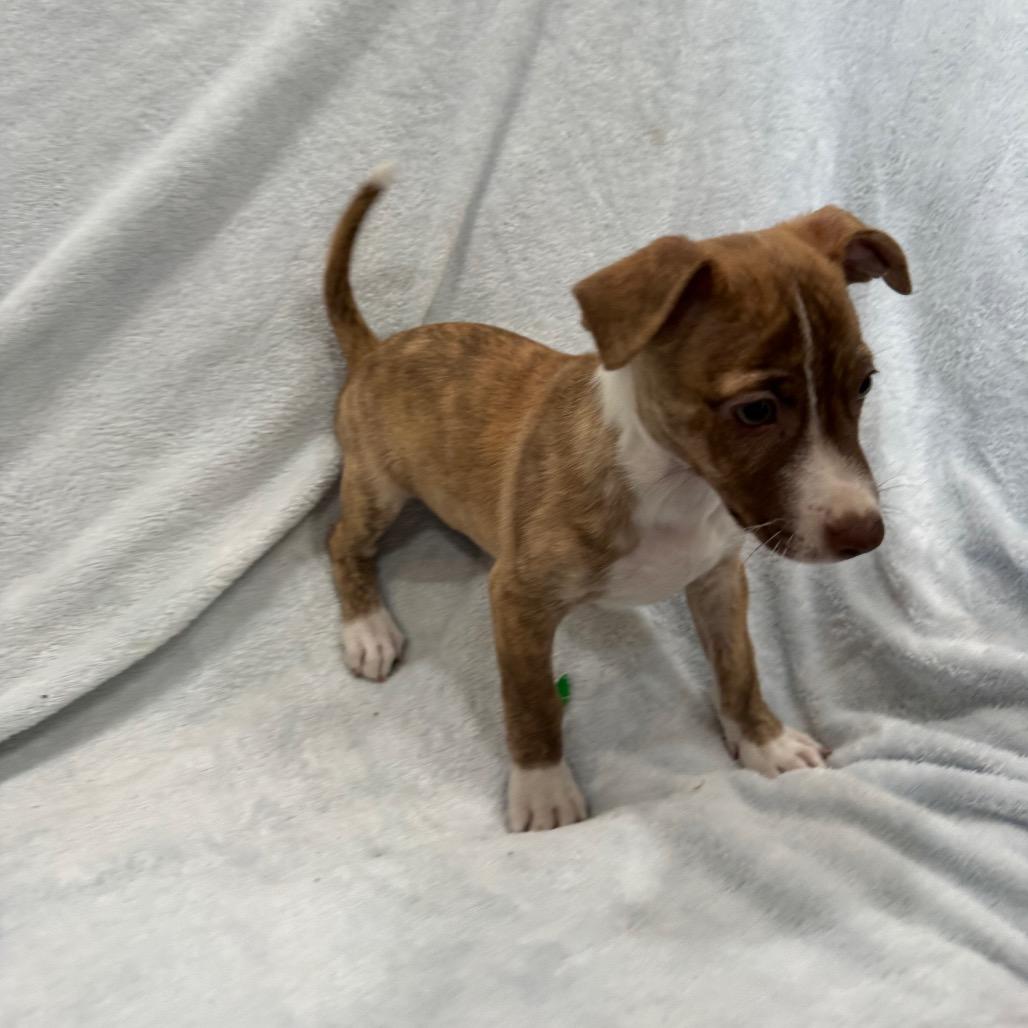 Enlarge Strawberry, a Adoptable mixed breed in Phoenix, AZ image 2/6