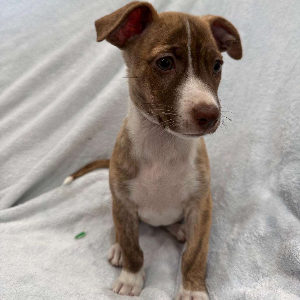 Enlarge Strawberry, a Adoptable mixed breed in Phoenix, AZ image 3/6