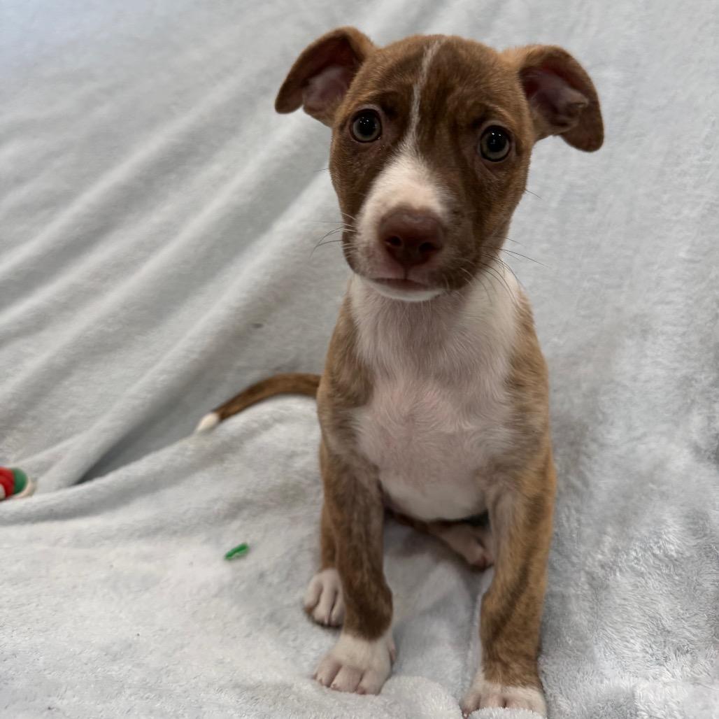 Enlarge Strawberry, a Adoptable mixed breed in Phoenix, AZ image 4/6