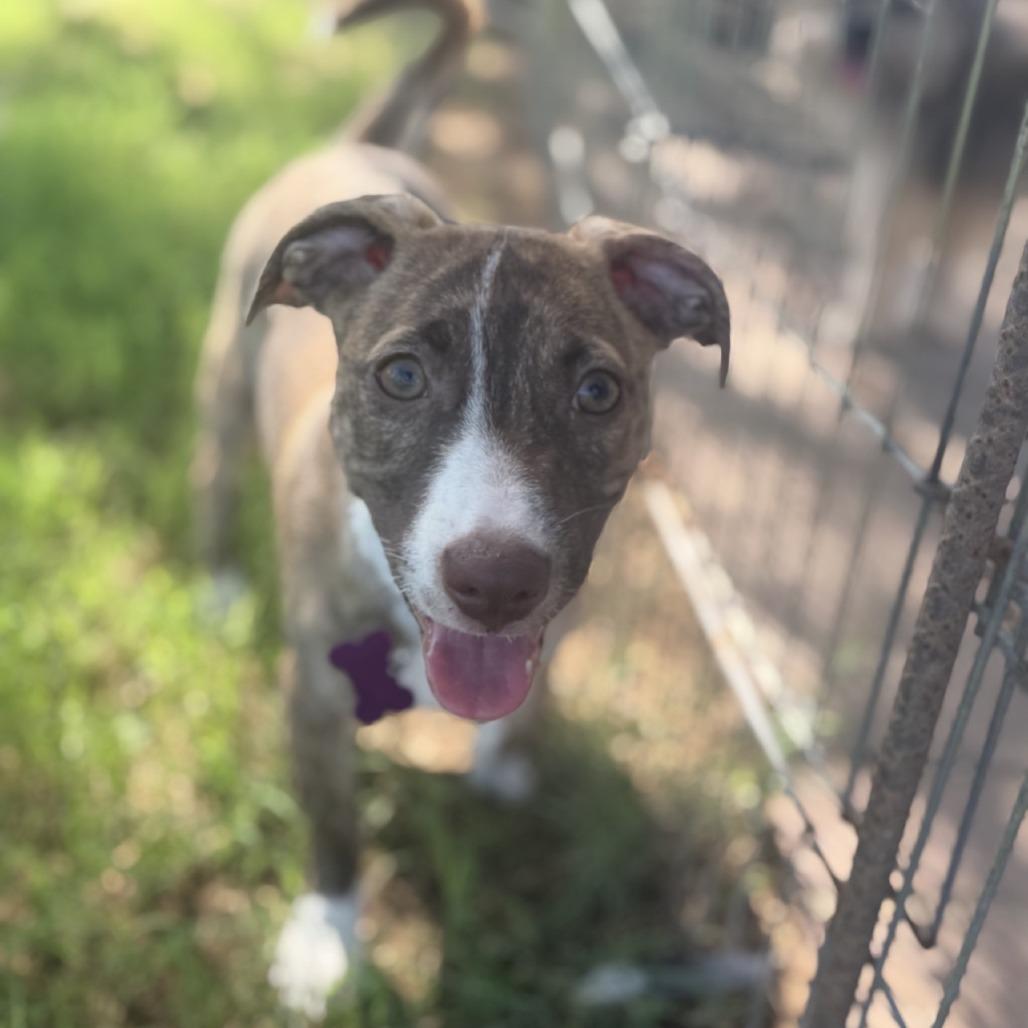 Enlarge Strawberry, a Adoptable mixed breed in Phoenix, AZ image 5/6