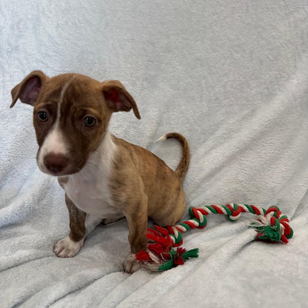 Enlarge Strawberry, a Adoptable mixed breed in Phoenix, AZ image 6/6