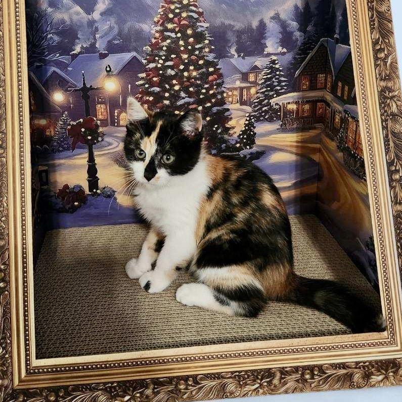Cali, Adoptable, Kitten Female Domestic Short Hair.