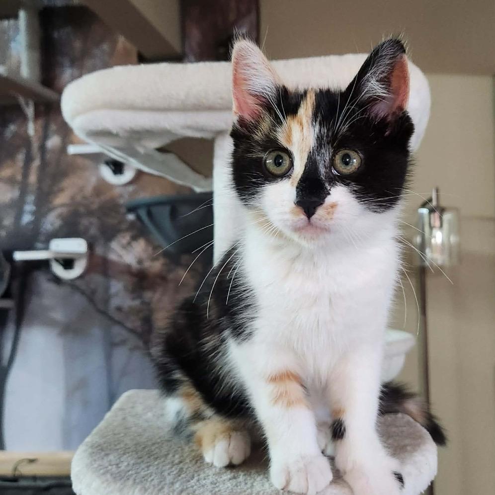 Enlarge Cali, a Adoptable Domestic Short Hair in Tustin, CA image 2/5