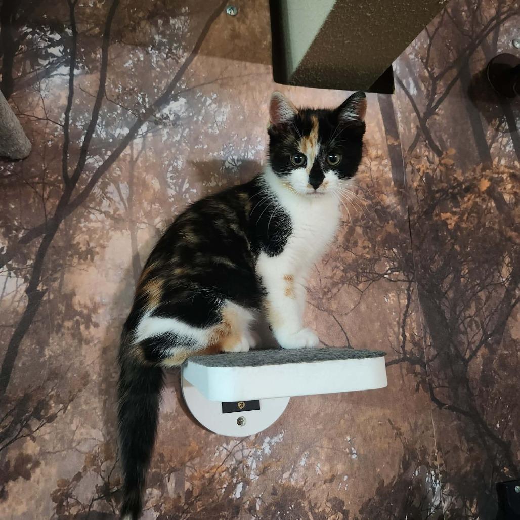 Enlarge Cali, a Adoptable Domestic Short Hair in Tustin, CA image 3/5