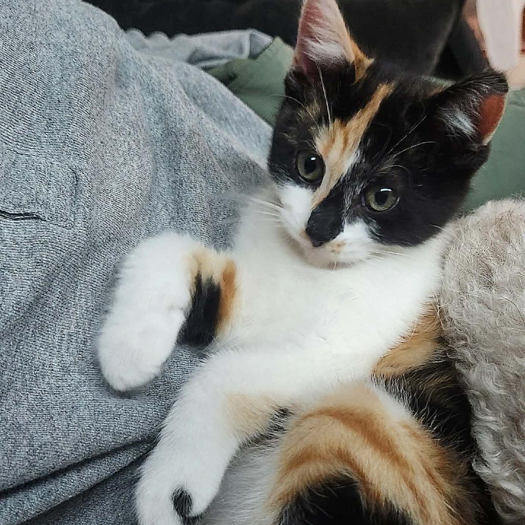 Enlarge Cali, a Adoptable Domestic Short Hair in Tustin, CA image 4/5