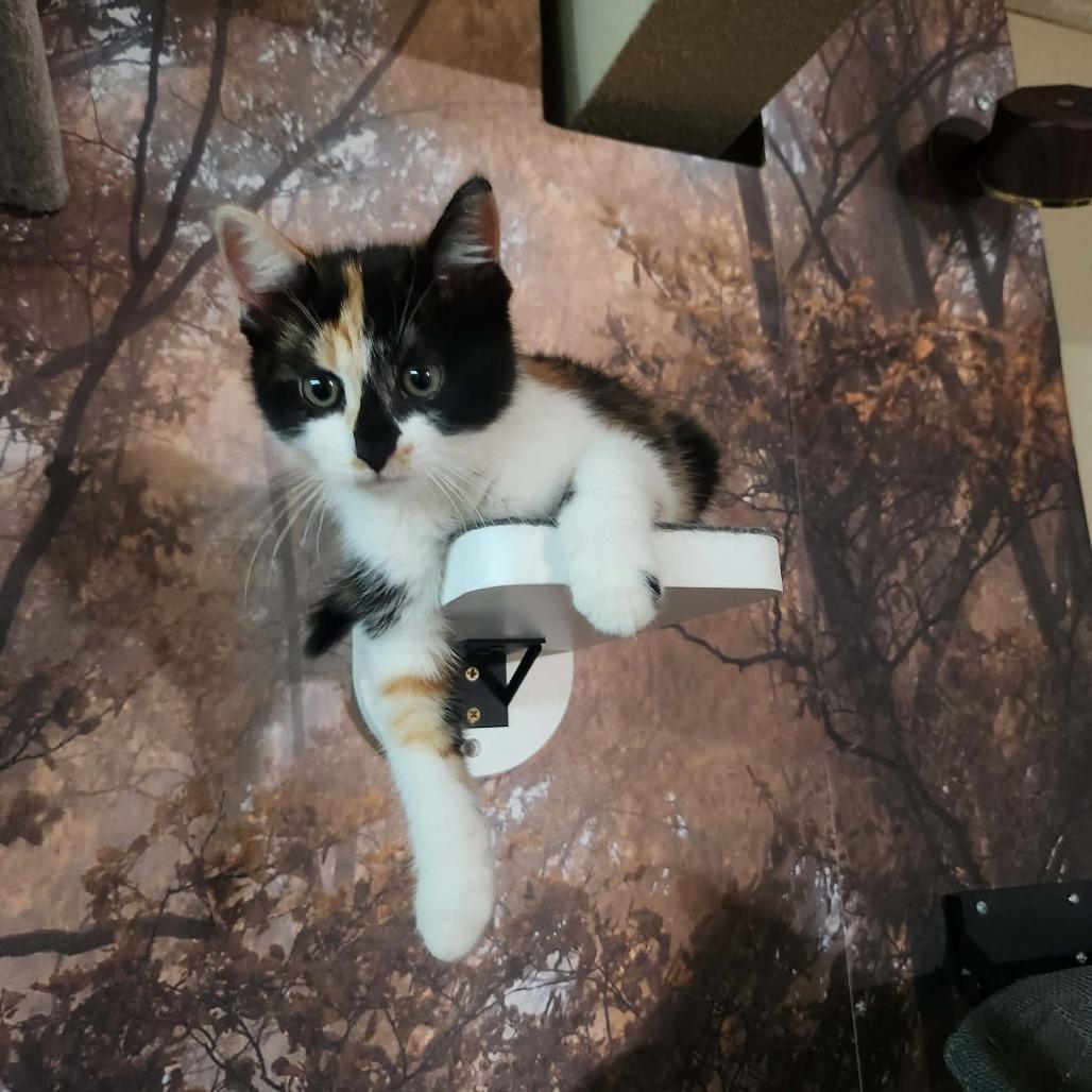 Enlarge Cali, a Adoptable Domestic Short Hair in Tustin, CA image 5/5