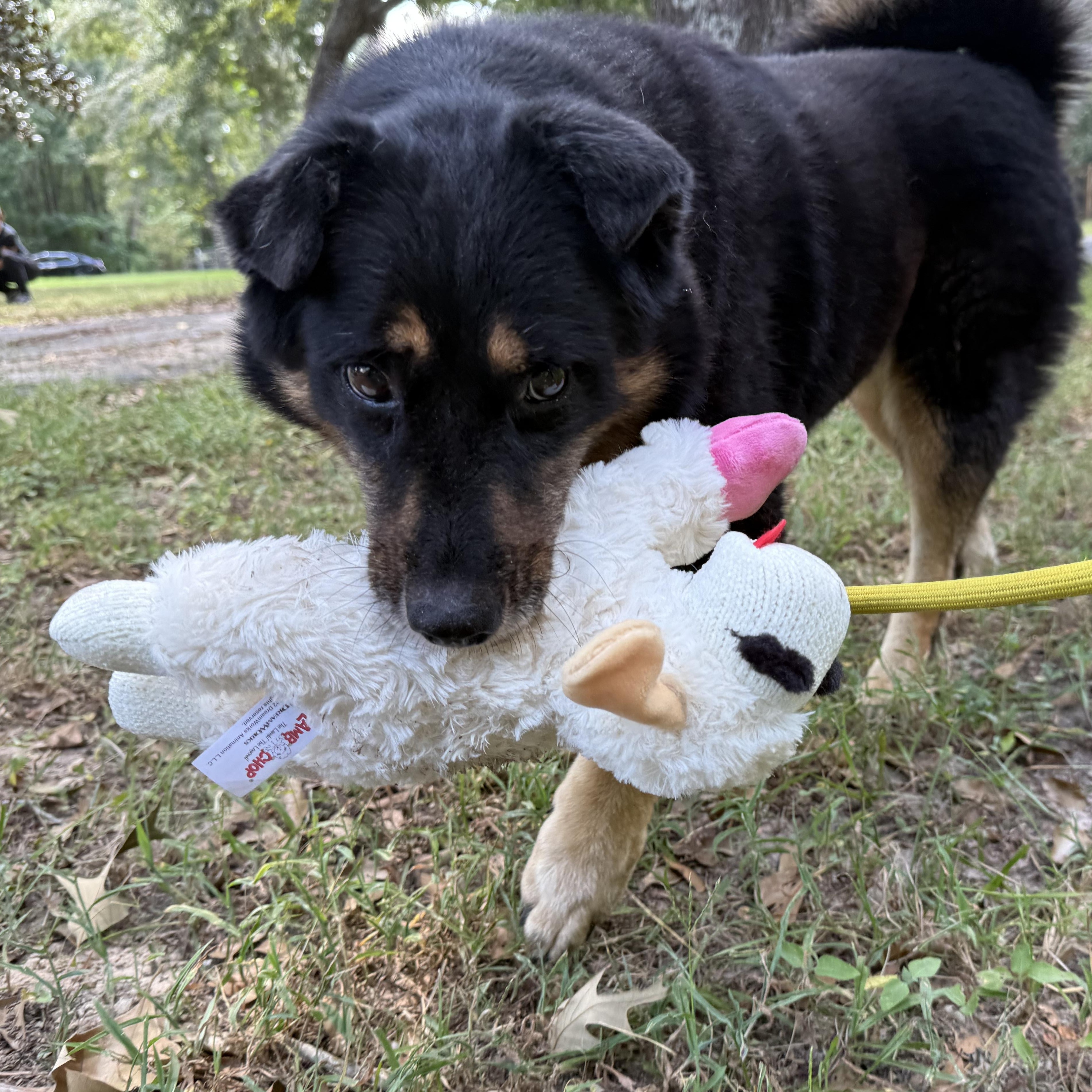 Enlarge Sami, a Adoptable mixed breed in Magnolia, TX image 3/5