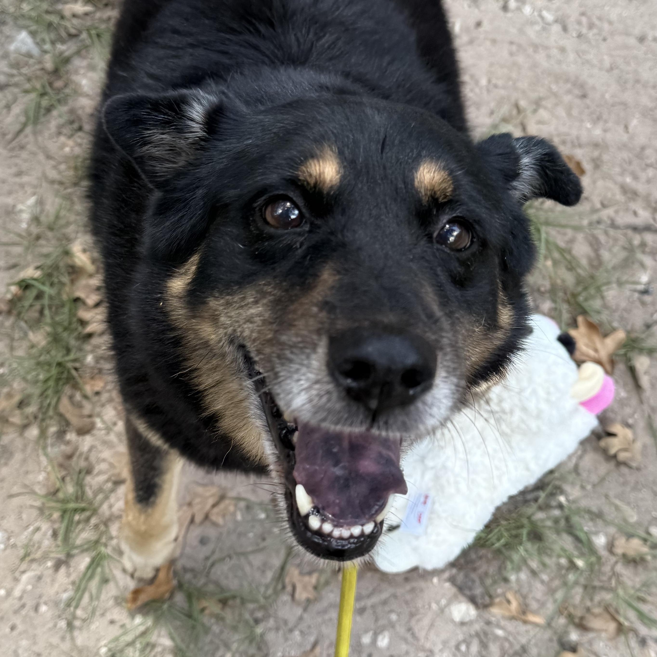 Enlarge Sami, a Adoptable mixed breed in Magnolia, TX image 2/5