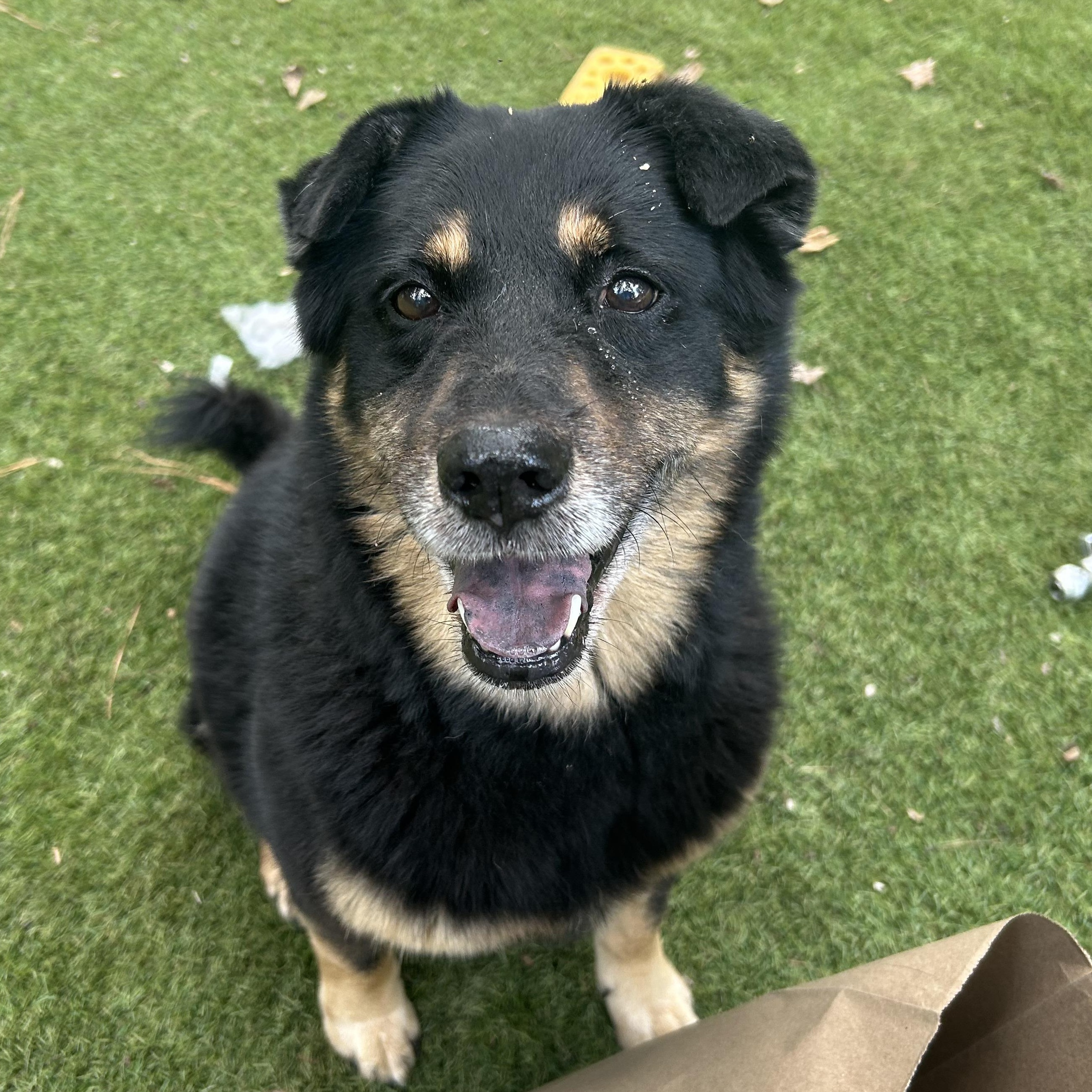 Enlarge Sami, a Adoptable mixed breed in Magnolia, TX image 1/5