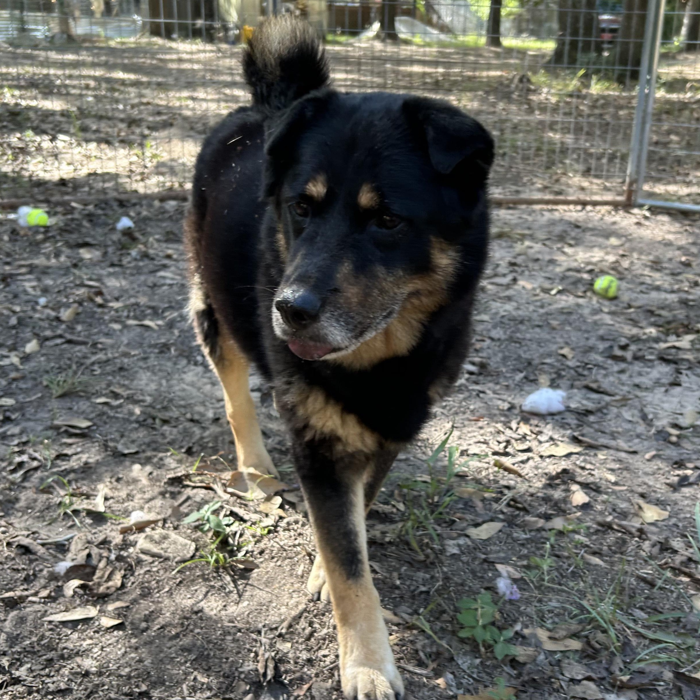 Enlarge Sami, a Adoptable mixed breed in Magnolia, TX image 4/5