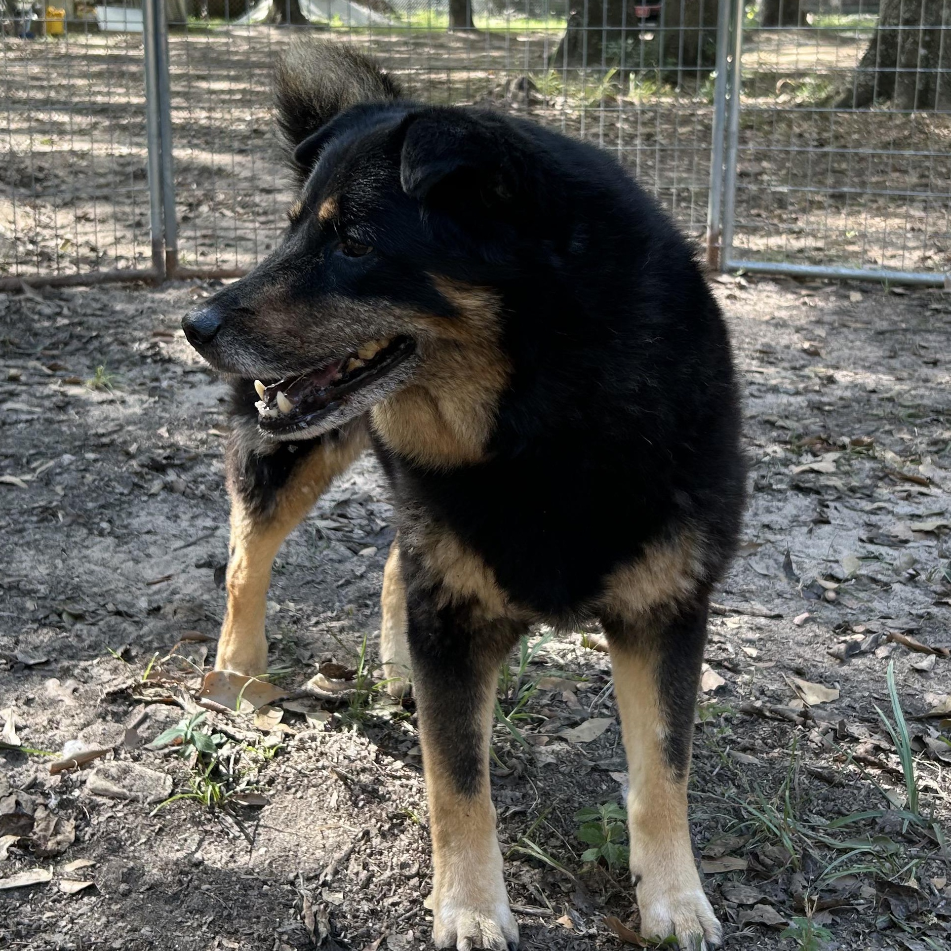 Enlarge Sami, a Adoptable mixed breed in Magnolia, TX image 5/5
