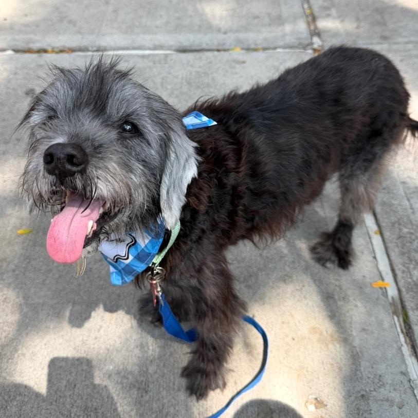 Bruce, Adoptable, Senior Male Miniature Schnauzer.