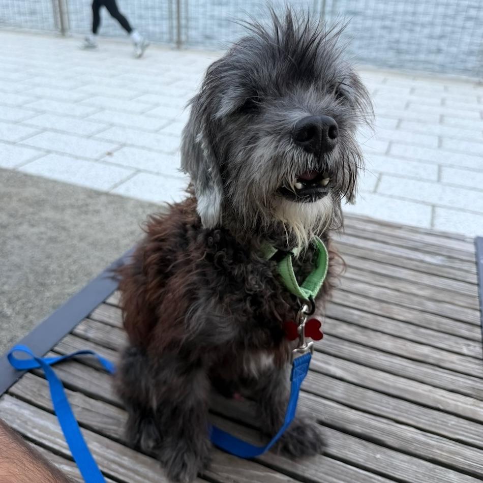 Bruce, a Adoptable Miniature Schnauzer in Brooklyn, NY image 2/6
